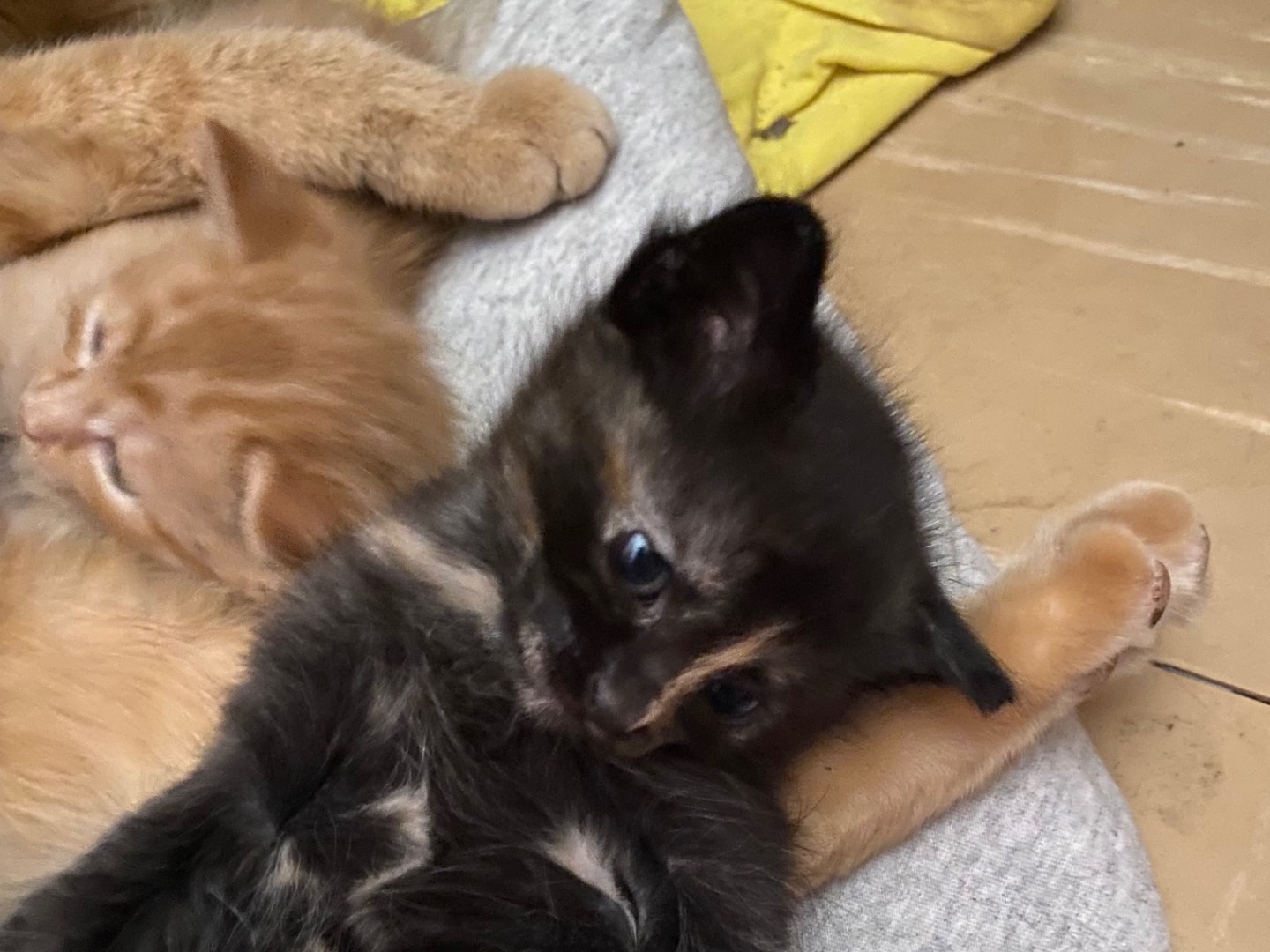 Adotta un gatto, taglia non valida, femmina, Chieti