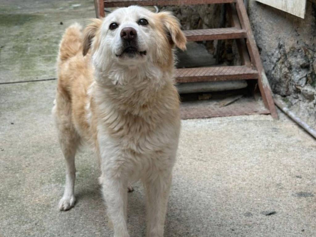 Adotta un cane, maschio, 10 anni e 2 mesi, Vibo