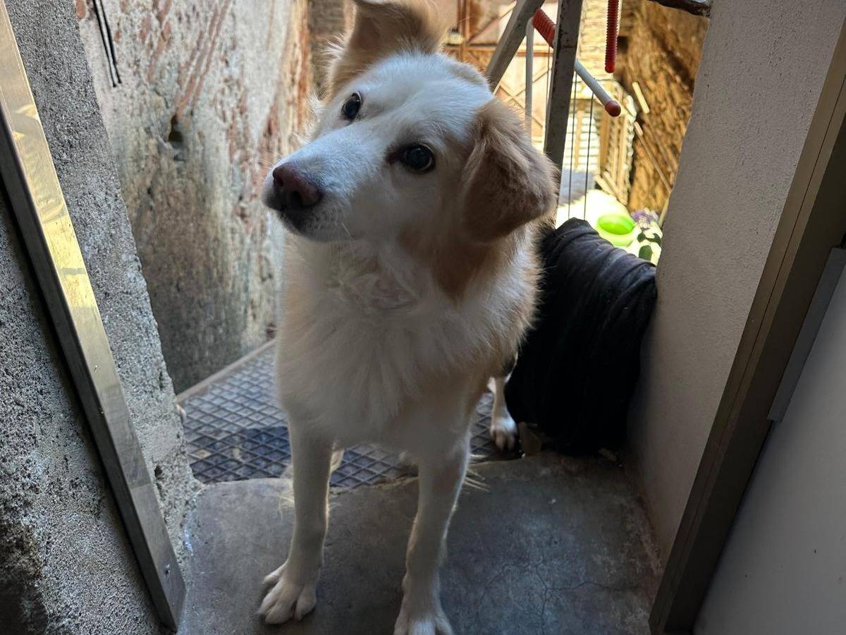 Adotta un cane, taglia media, maschio, Vibo