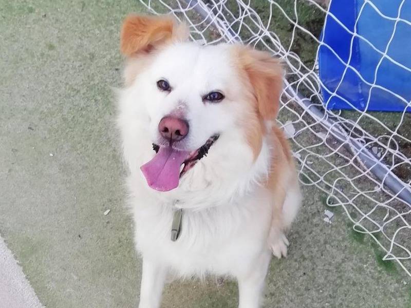 Vuoi adottare un cane a Vibo?