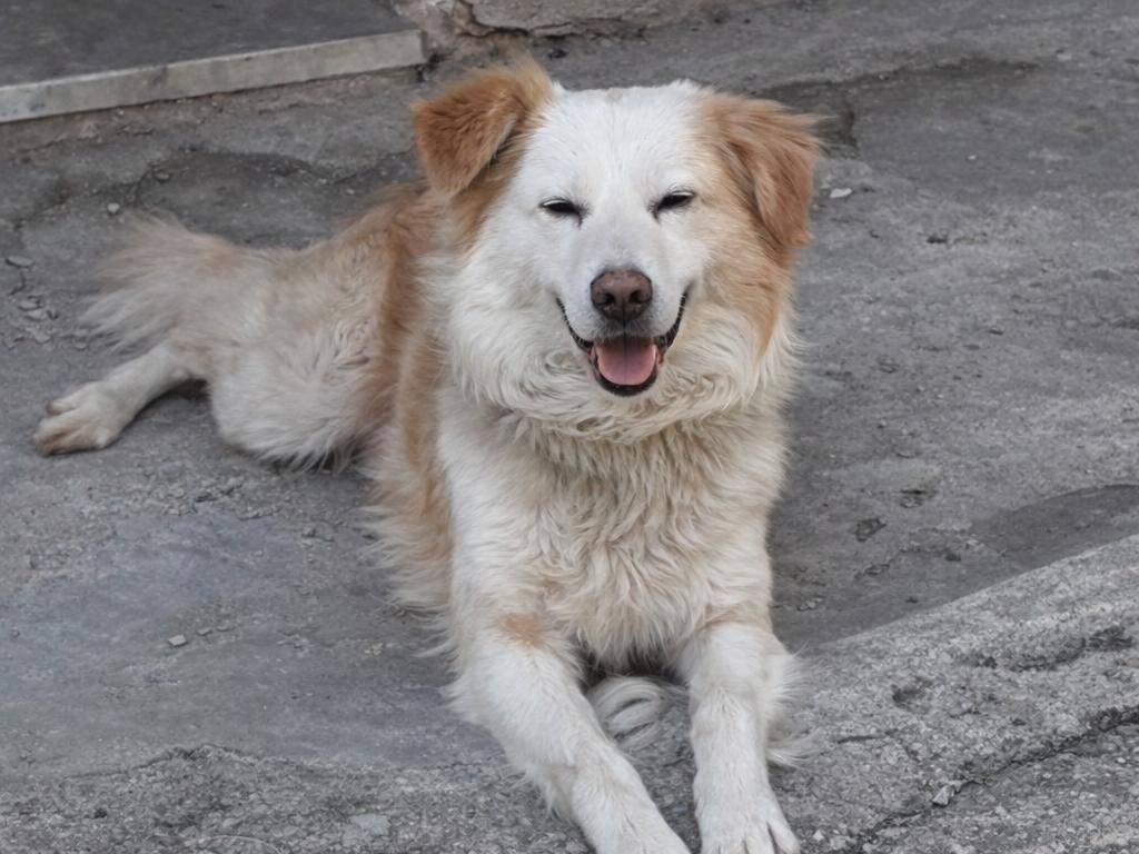 Adozione cane, maschio, Razza sconosciuta Razza sconosciuta, 10 anni e 2 mesi, taglia media, Vibo