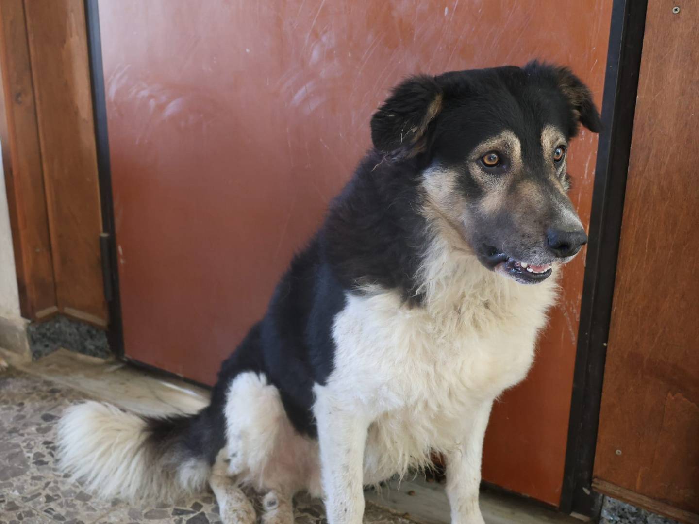Adotta un cane, maschio, 2 anni e 4 mesi, Vibo