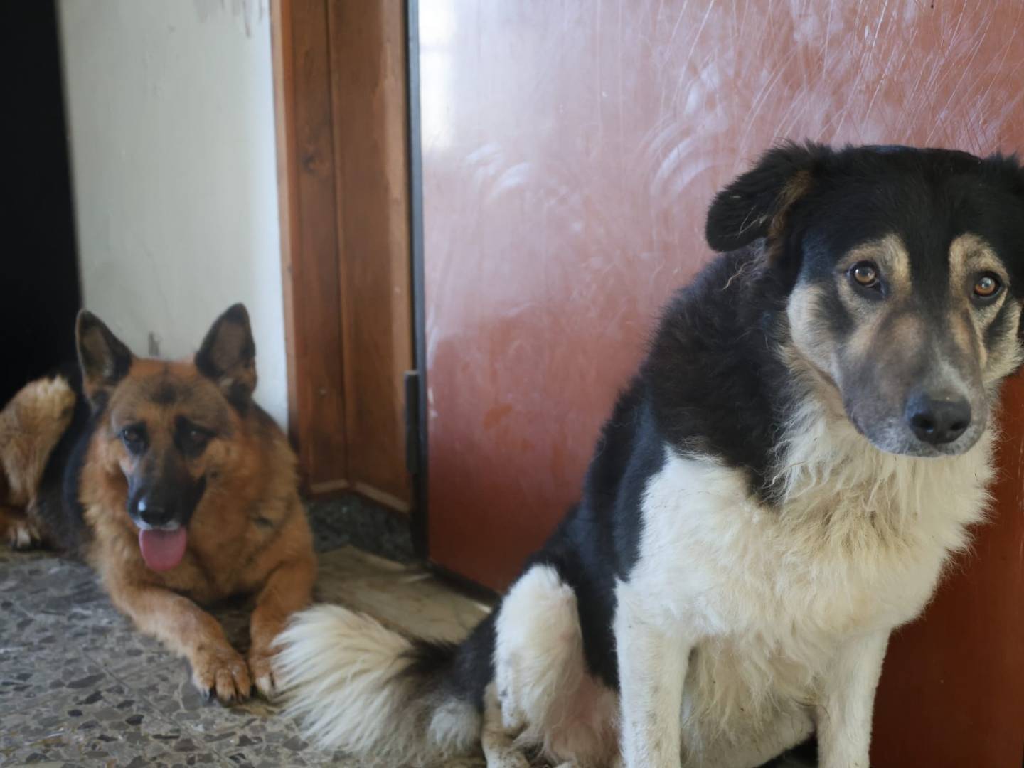 Adotta un cane, taglia grande, maschio, Vibo