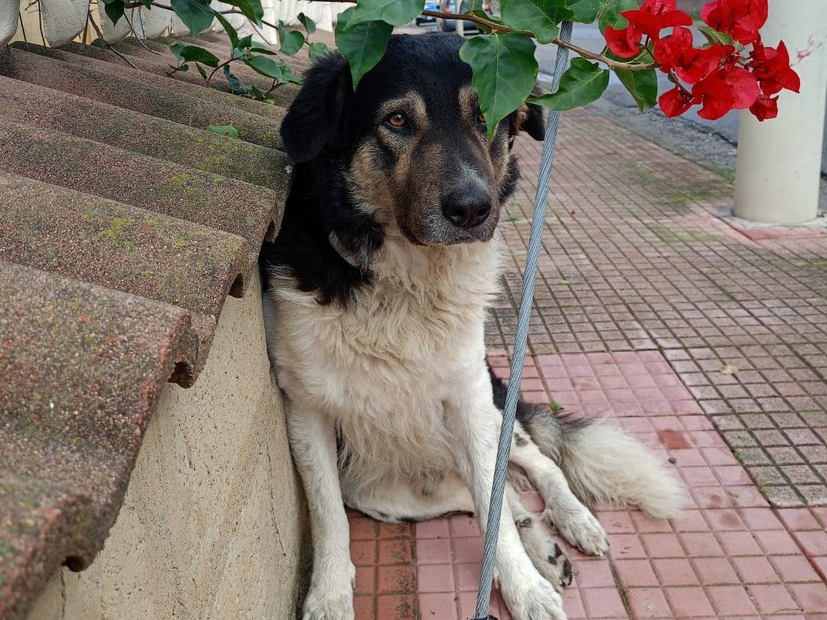 Adozione cane, maschio, Razza sconosciuta Razza sconosciuta, 2 anni e 4 mesi, taglia grande, Vibo