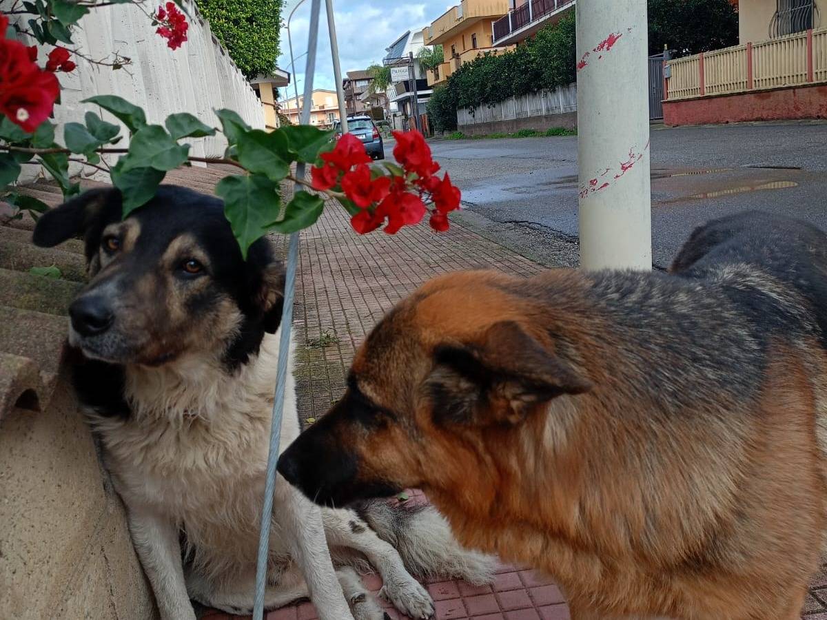 Vuoi adottare un cane a Vibo?