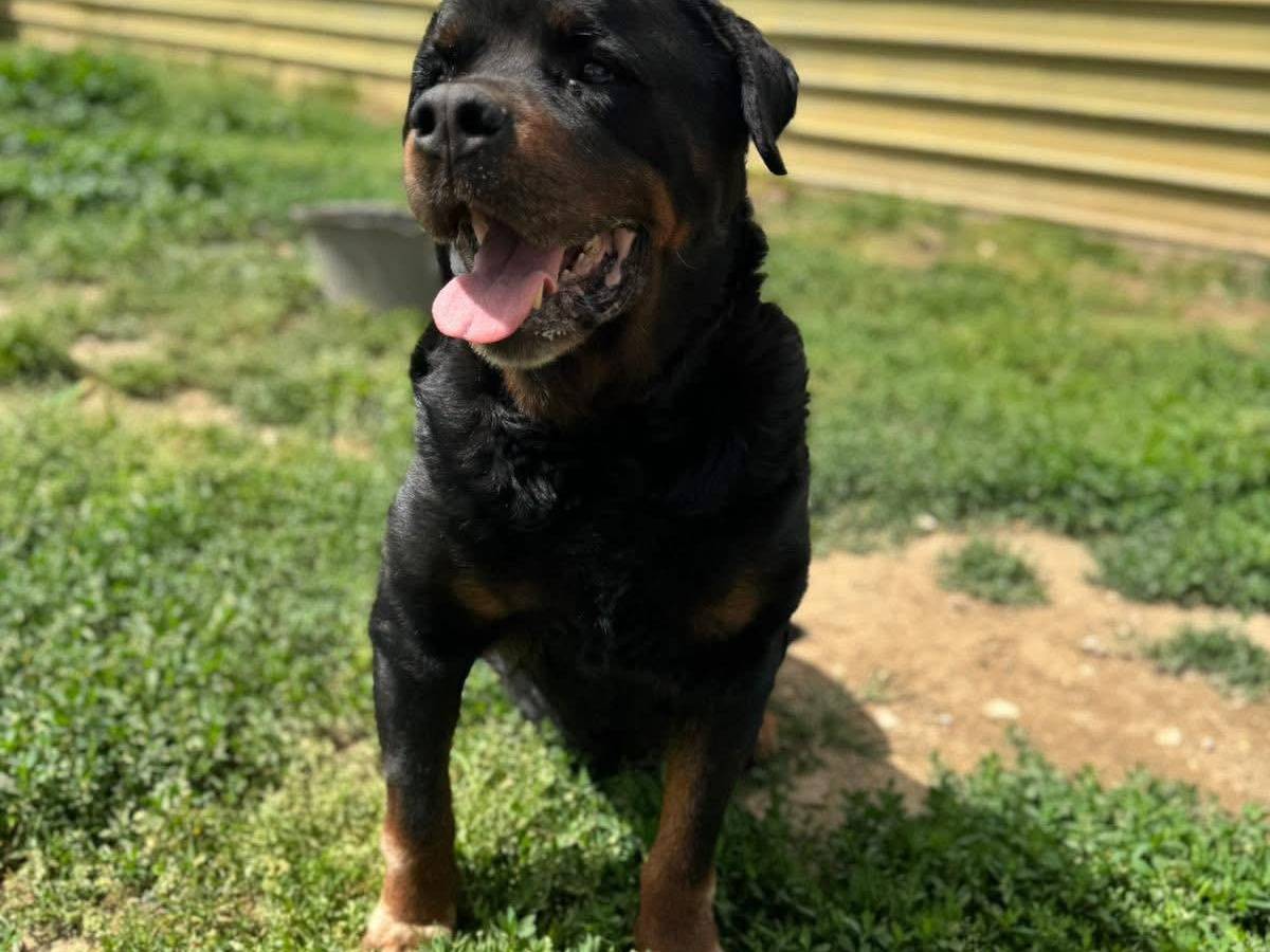 Adotta un cane, maschio, 9 anni, Napoli