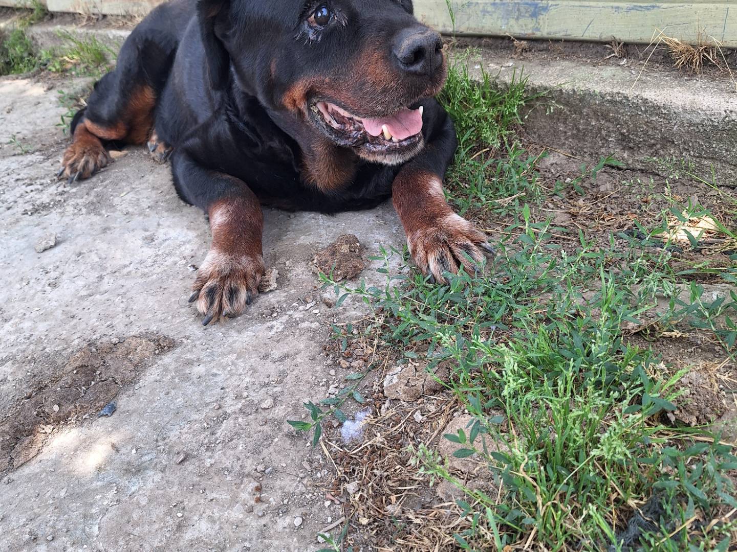 Adotta un cane, taglia gigante, maschio, Napoli