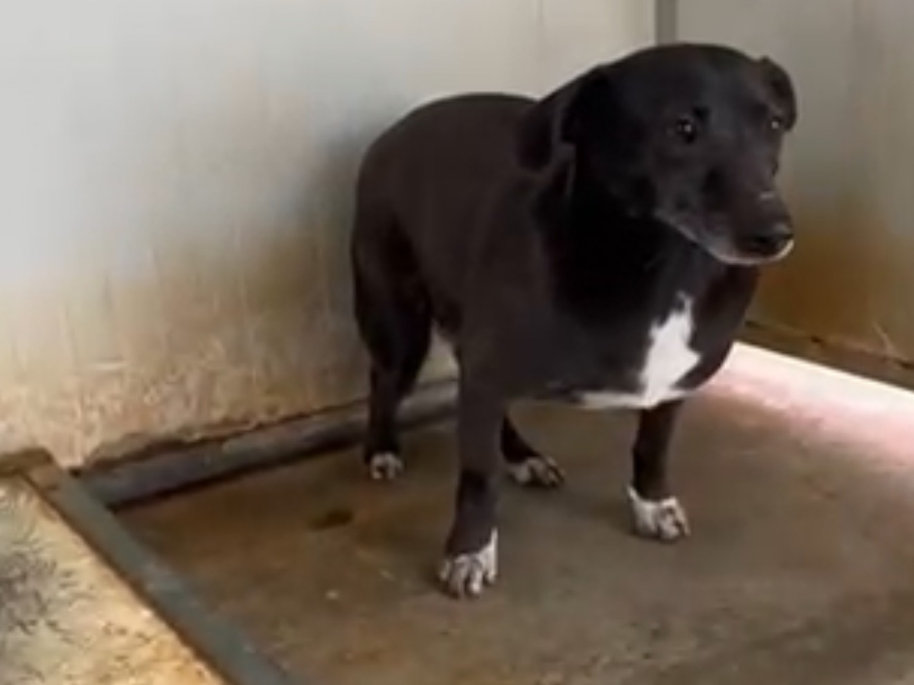 Adotta un cane, femmina, 2 anni e 7 mesi, Latina