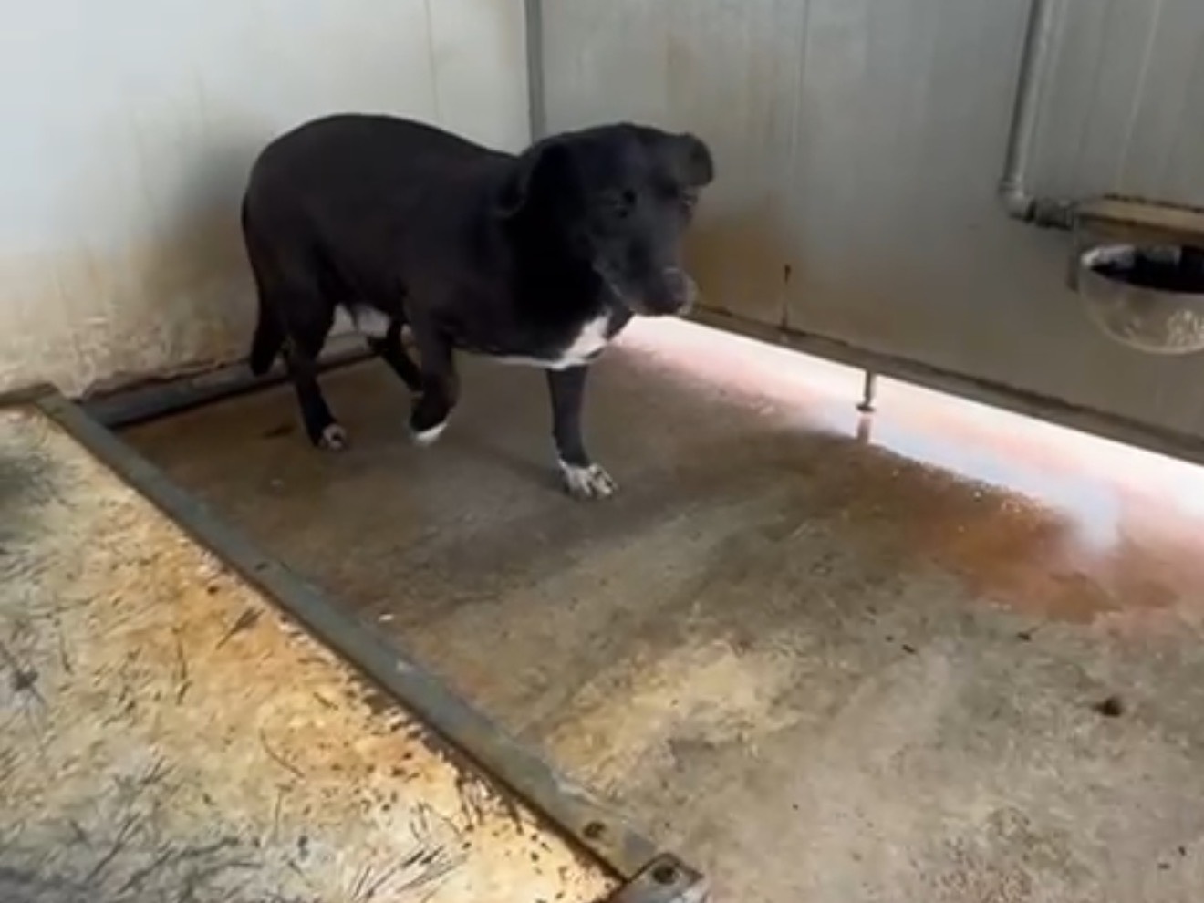 Adotta un cane, taglia media, femmina, Latina