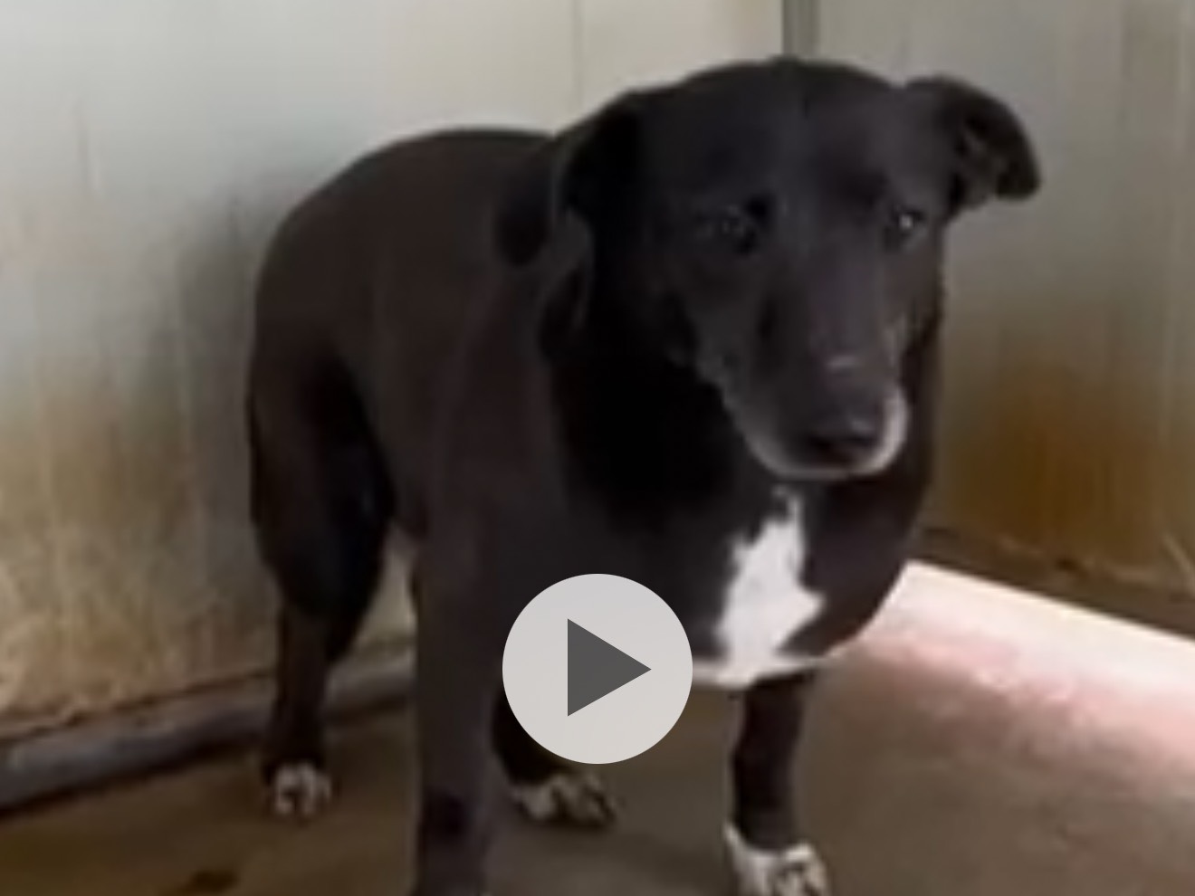 Adozione cane, femmina, Razza sconosciuta Razza sconosciuta, 2 anni e 7 mesi, taglia media, Latina