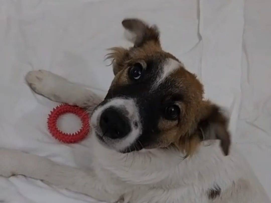 Adozione cane, maschio, Razza sconosciuta Razza sconosciuta, 6 mesi, taglia media, Napoli