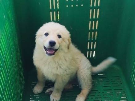 Adotta un cane, taglia grande, femmina, Cagliari