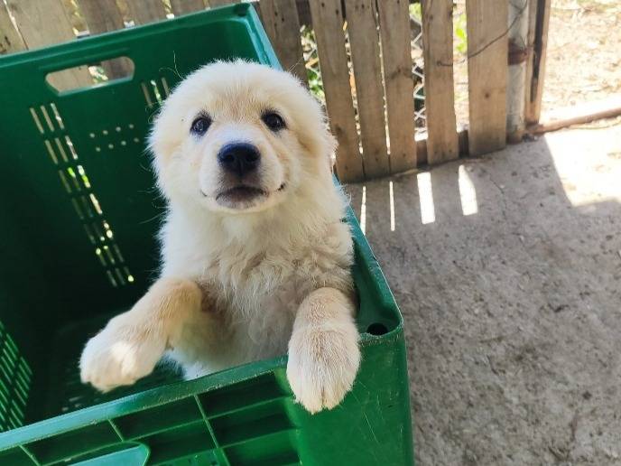 Vuoi adottare un cane a Cagliari?