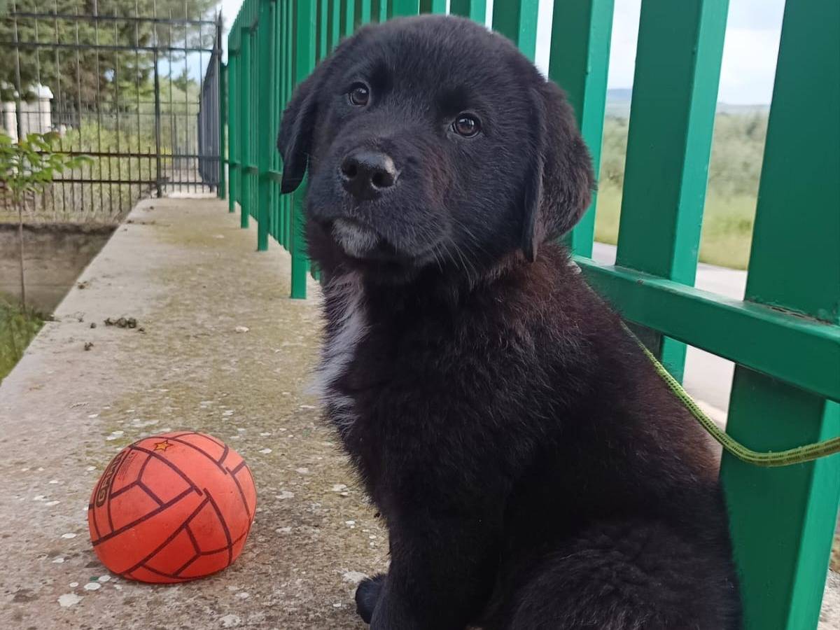 Adozione cane, maschio, Razza sconosciuta Razza sconosciuta, 3 mesi, taglia grande, Piacenza