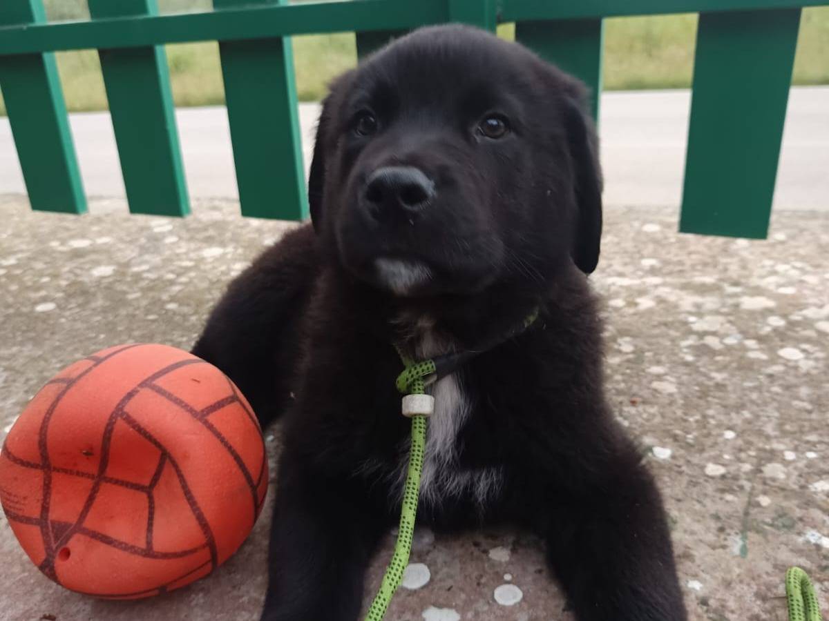 Adotta un cane, maschio, 3 mesi, Piacenza