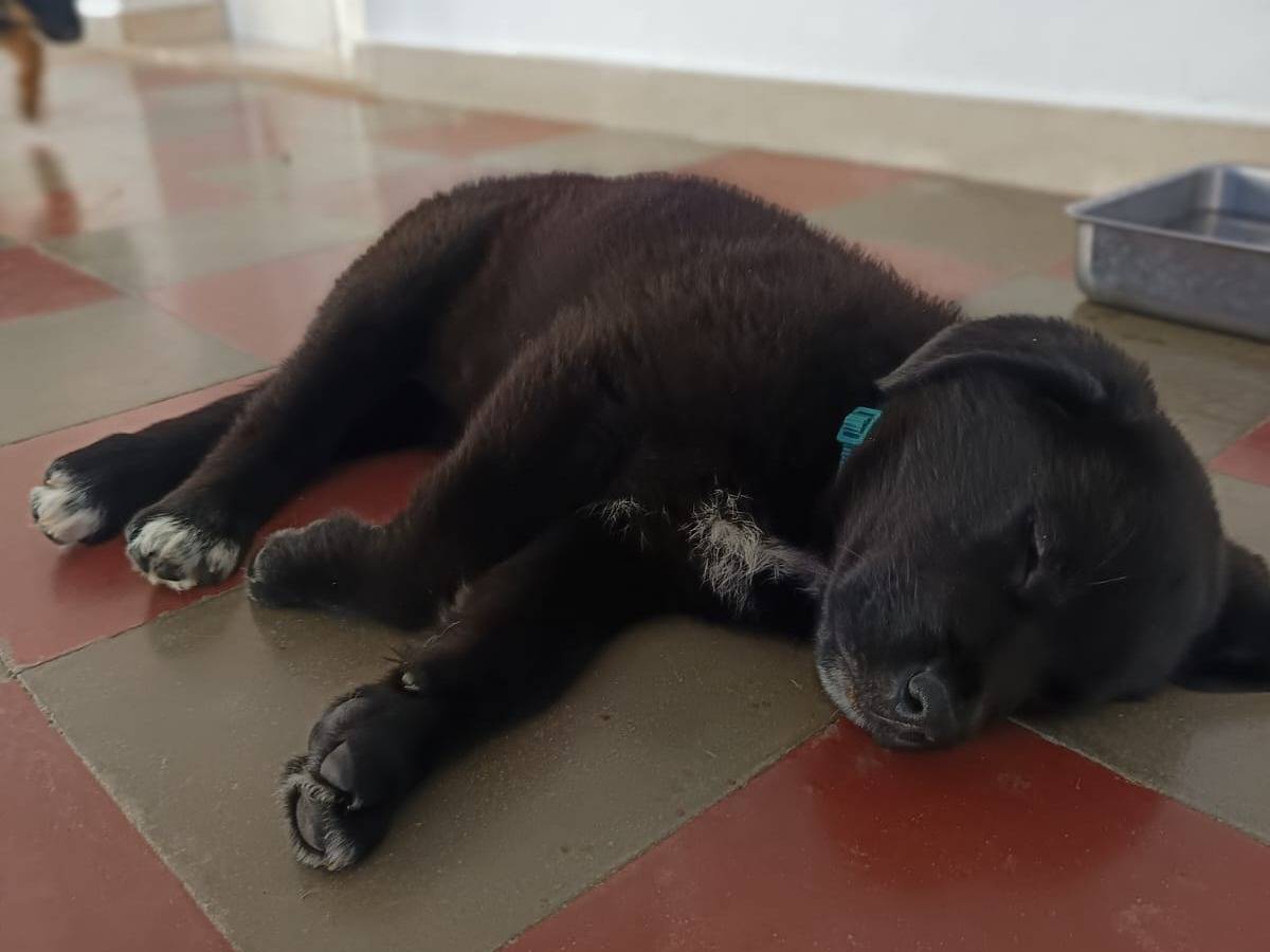 Adotta un cane, taglia grande, maschio, Piacenza
