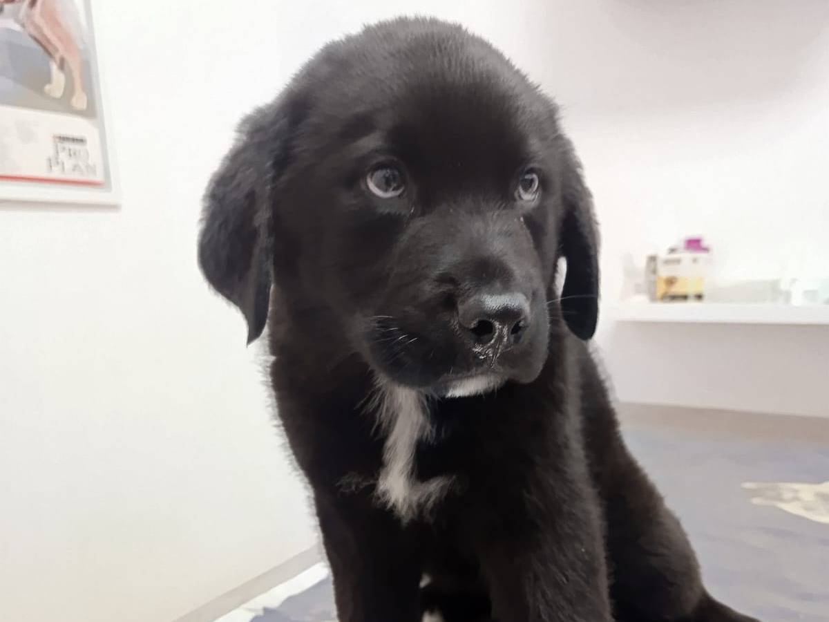 Vuoi adottare un cane a Piacenza?