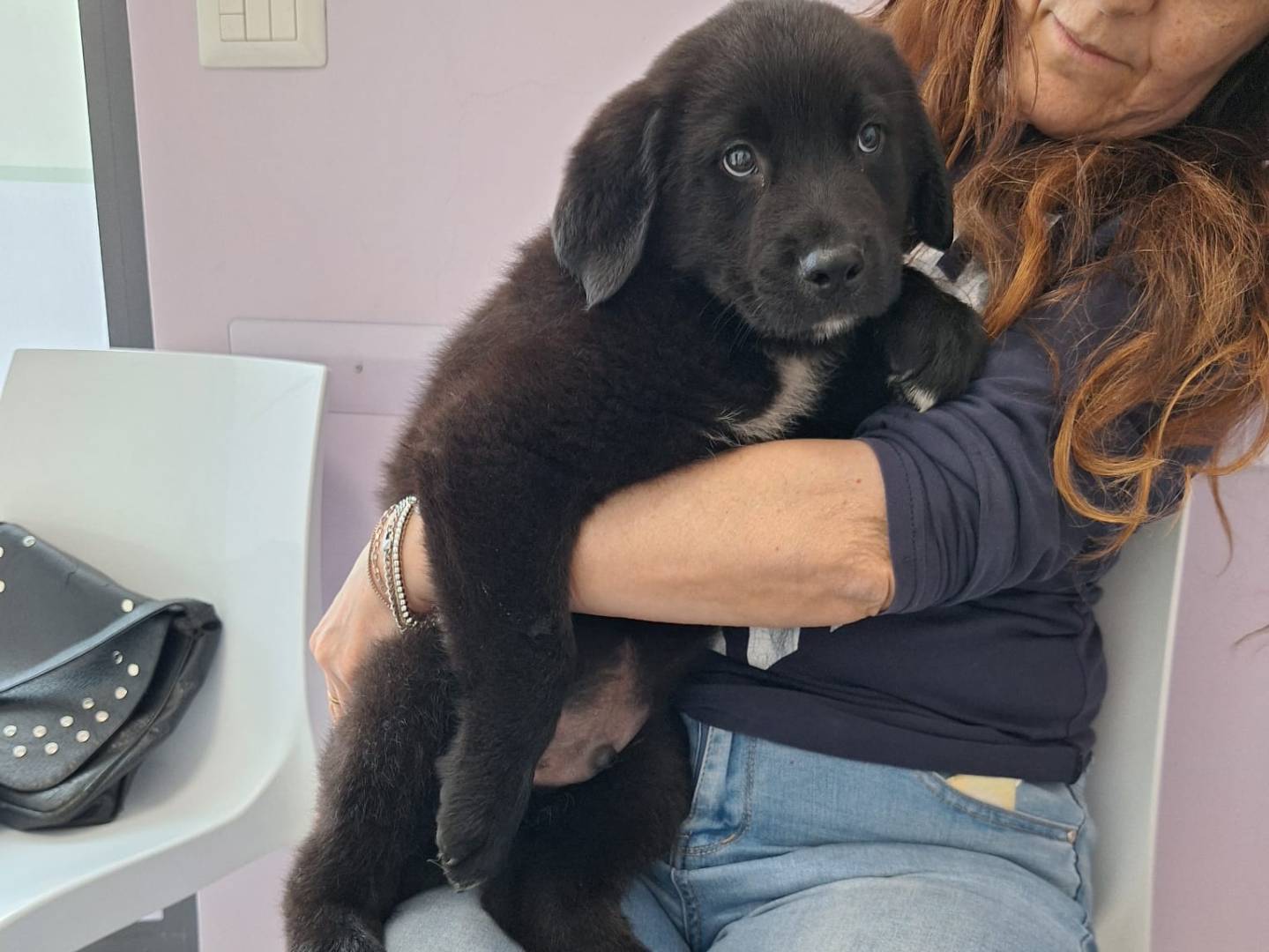 Adotta il cane Darko a Piacenza