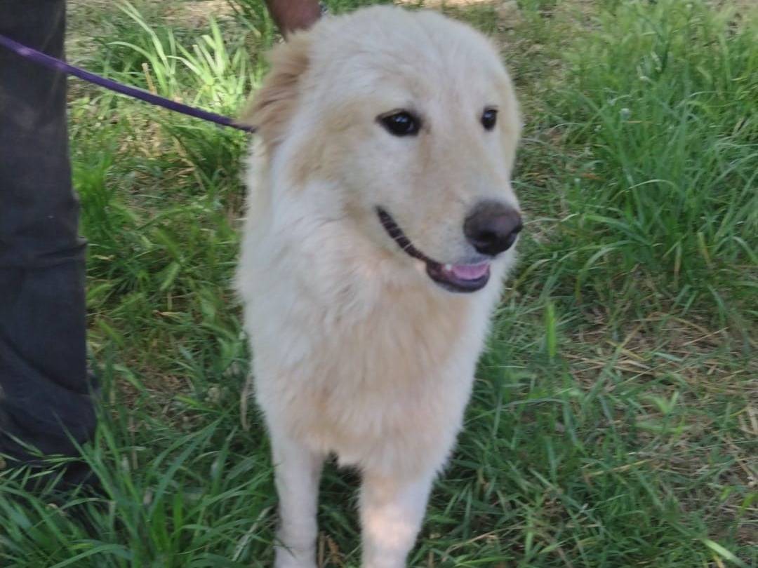 Adozione cane, maschio, Golden Retriever Razza sconosciuta, 4 mesi, taglia media, Palermo