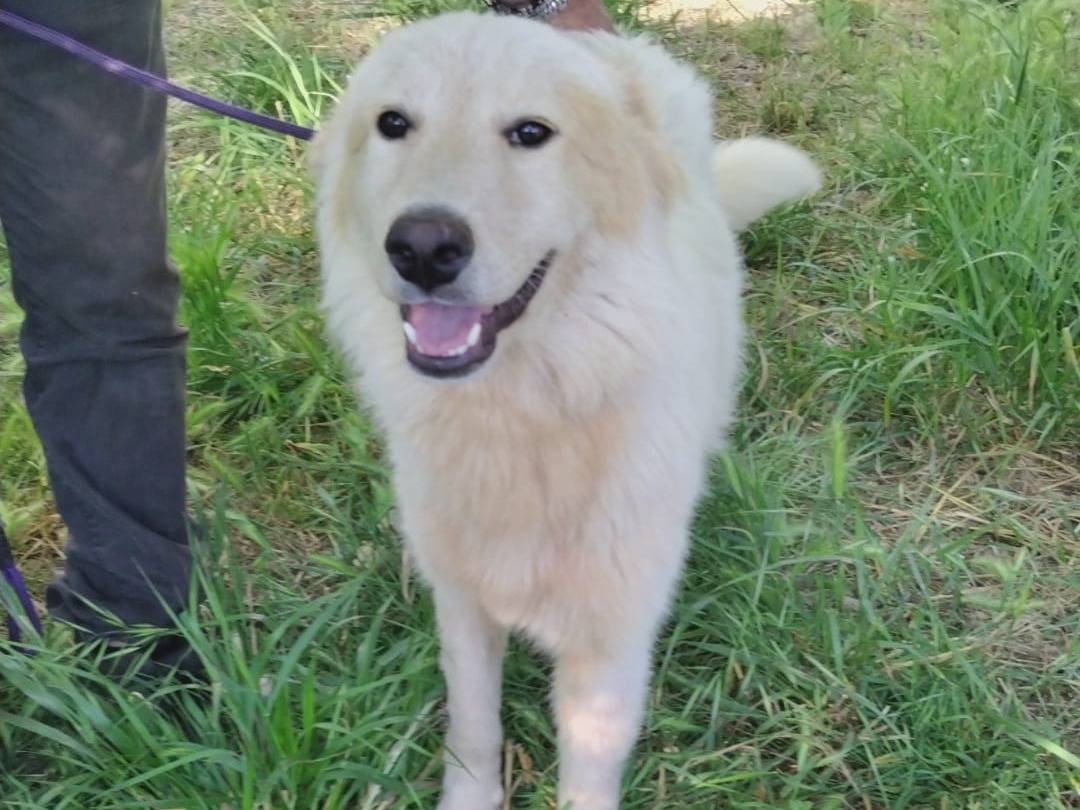Adotta un cane, maschio, 4 mesi, Palermo