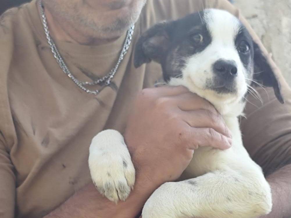 Adozione cane, femmina, Razza sconosciuta Razza sconosciuta, 3 mesi, taglia media, Palermo