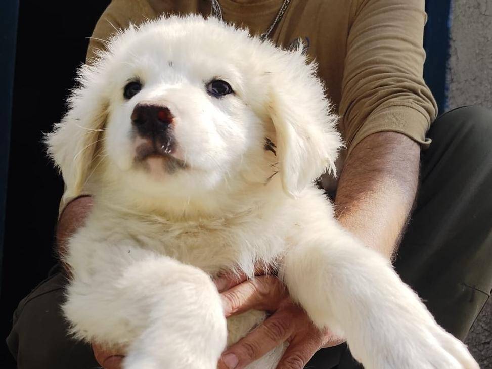 Adozione cane, maschio, Razza sconosciuta Razza sconosciuta, 3 mesi, taglia media, Palermo