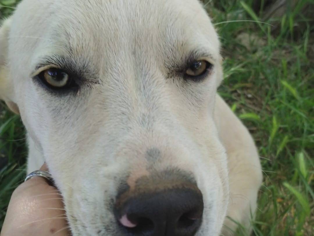 Adotta un cane, maschio, 5 mesi, Palermo