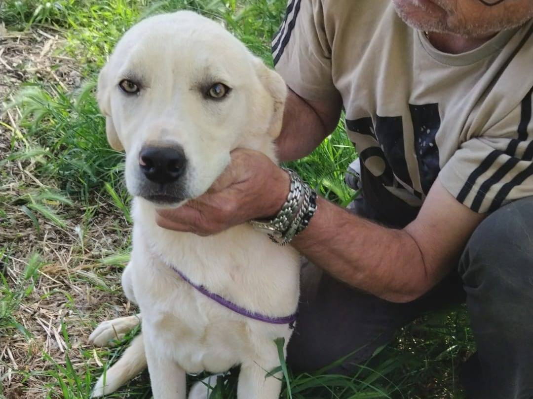 Adozione cane, maschio, Labrador Retriever Razza sconosciuta, 5 mesi, taglia media, Palermo