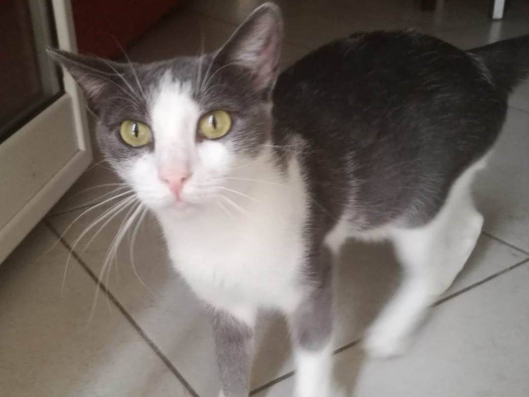 Adozione gatto, femmina, Razza sconosciuta Razza sconosciuta, 4 anni e 9 mesi, taglia non valida, Barletta