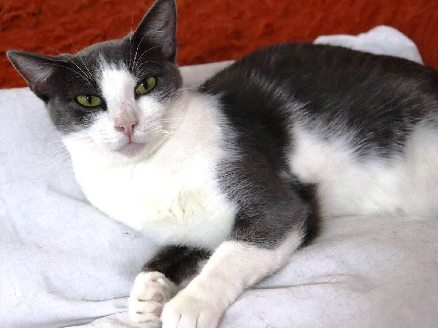 Adotta un gatto, femmina, 4 anni e 9 mesi, Barletta