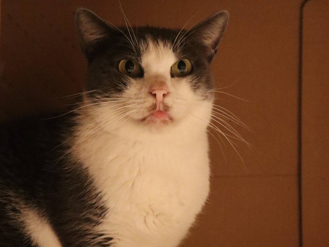 Adotta il gatto ROSALIA a Barletta
