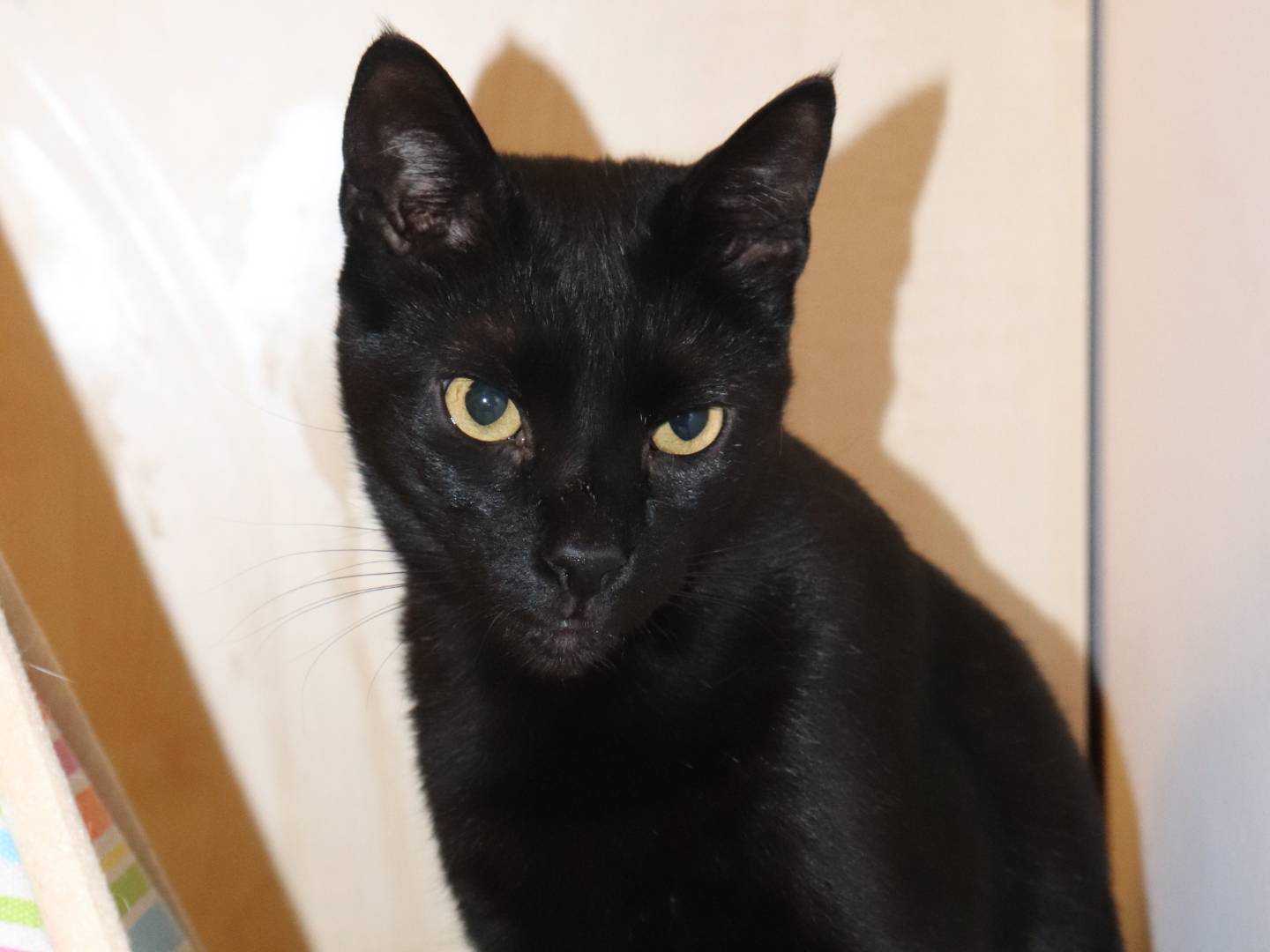 Adotta il gatto Geii a Barletta