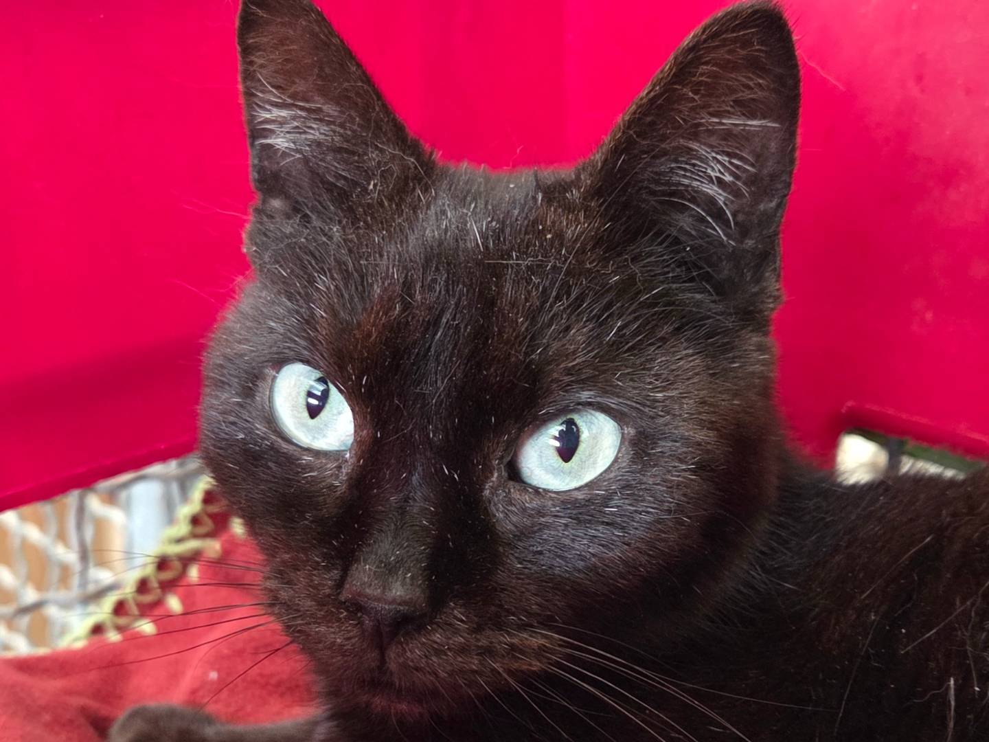 Adozione gatto, maschio, Razza sconosciuta Razza sconosciuta, 7 anni e 2 mesi, taglia non valida, Roma