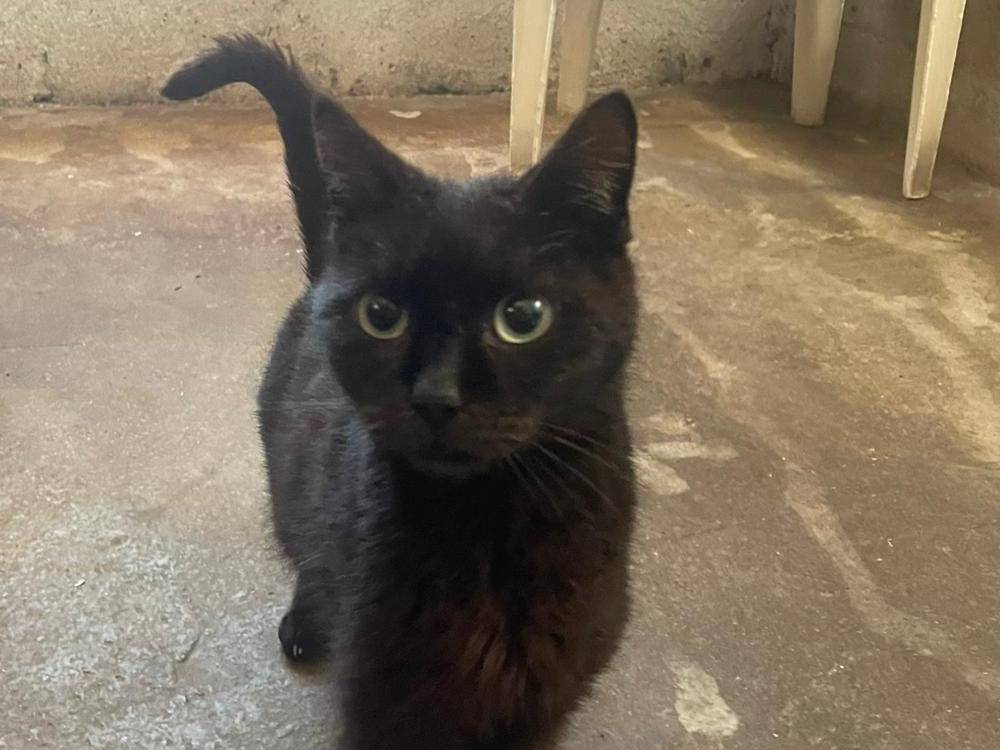 Adotta un gatto, maschio, 7 anni e 2 mesi, Roma