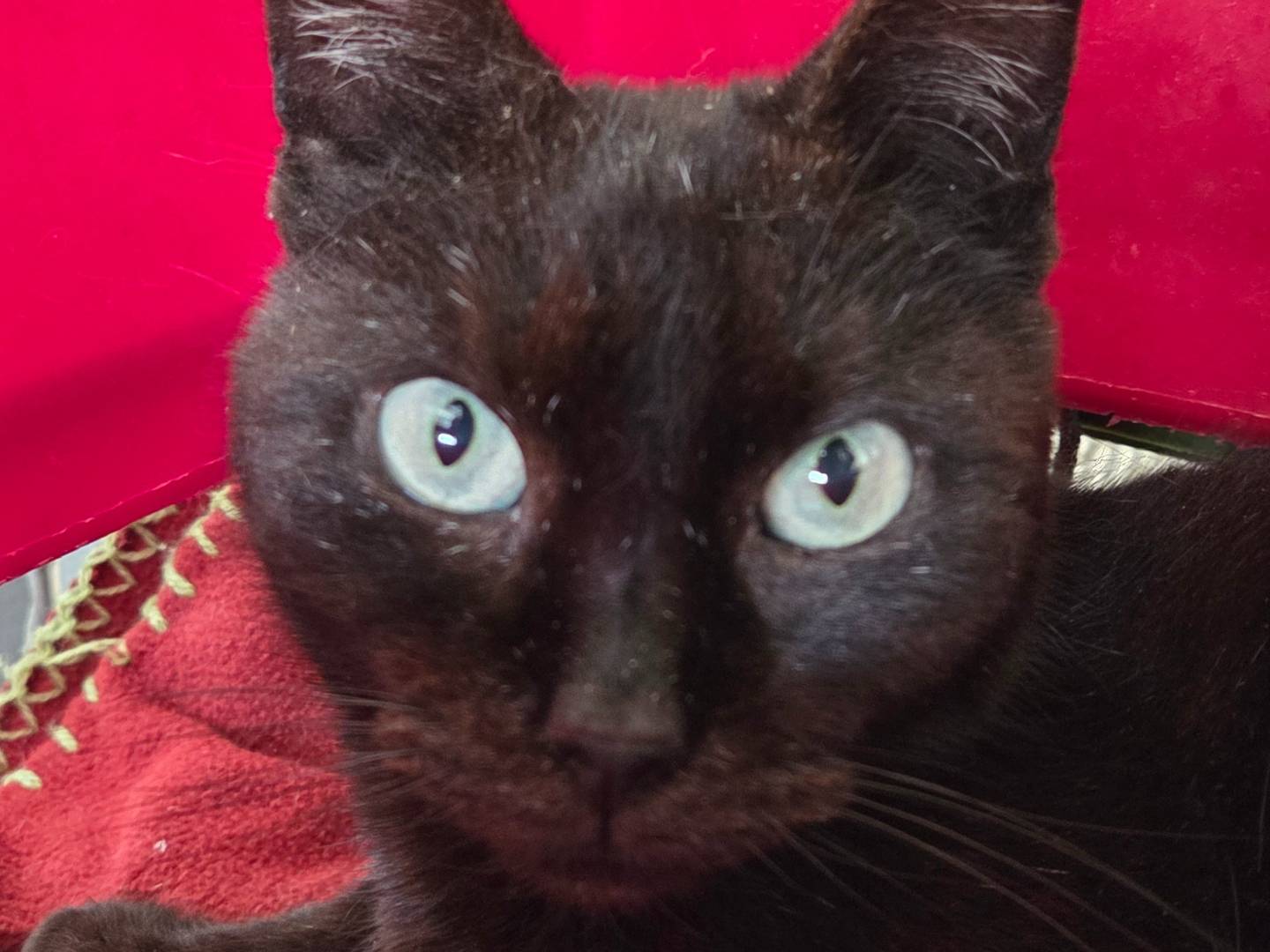 Adotta un gatto, taglia non valida, maschio, Roma