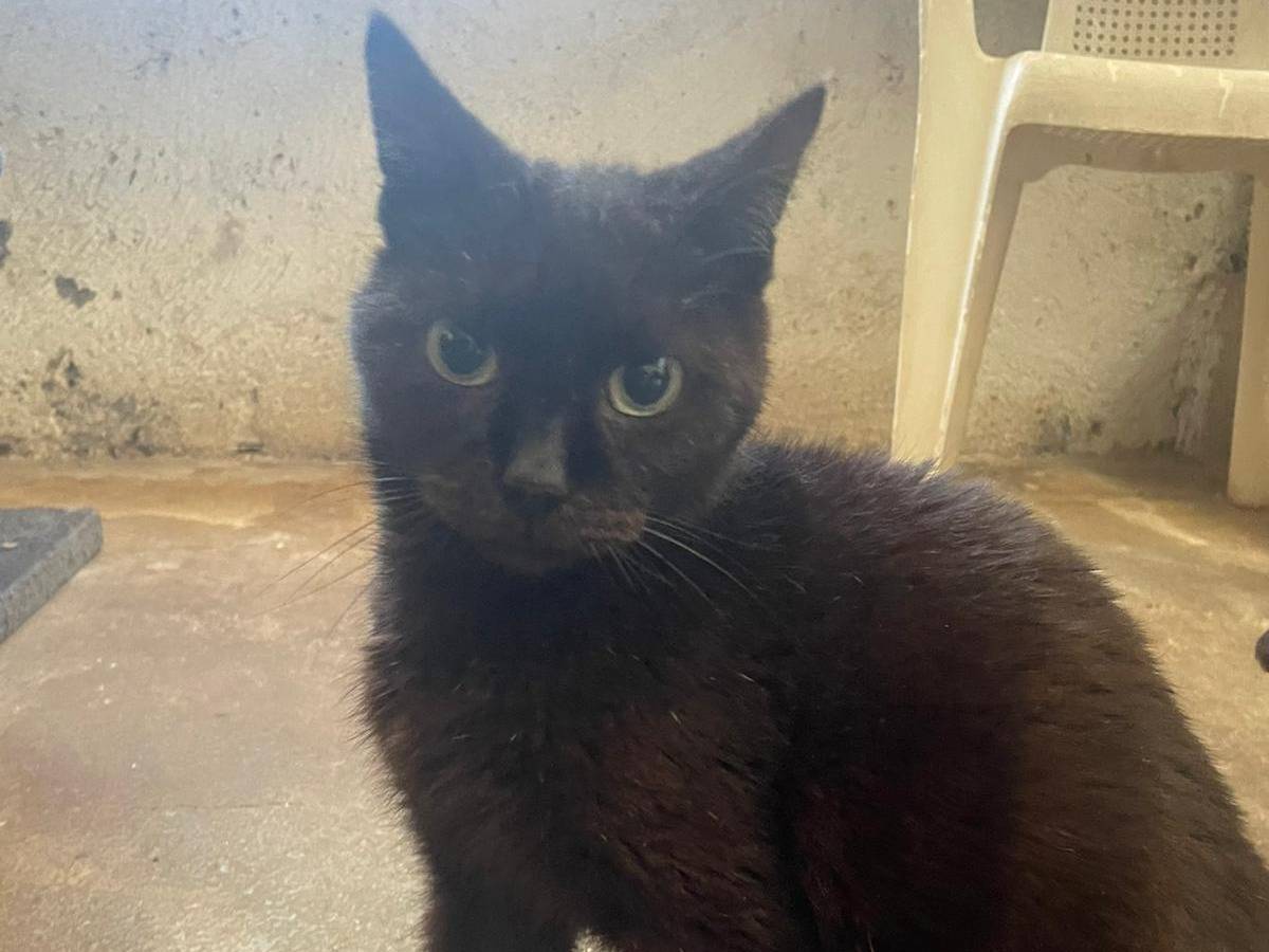 Vuoi adottare un gatto a Roma?