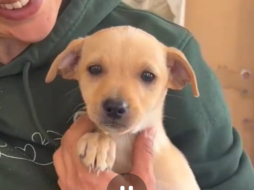Adozione cane, femmina, Razza sconosciuta Razza sconosciuta, 3 mesi, taglia piccola, Siracusa