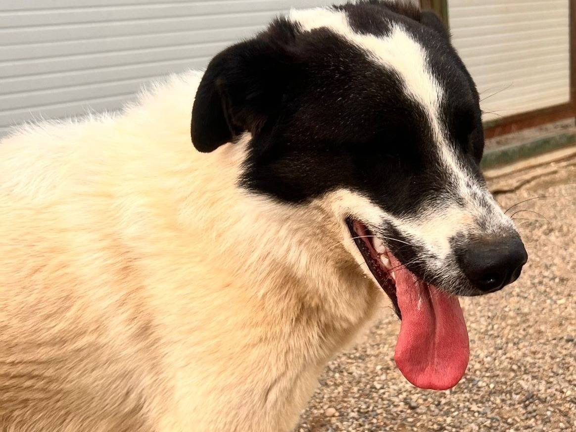 Adotta un cane, maschio, 3 anni e 1 mese, Como