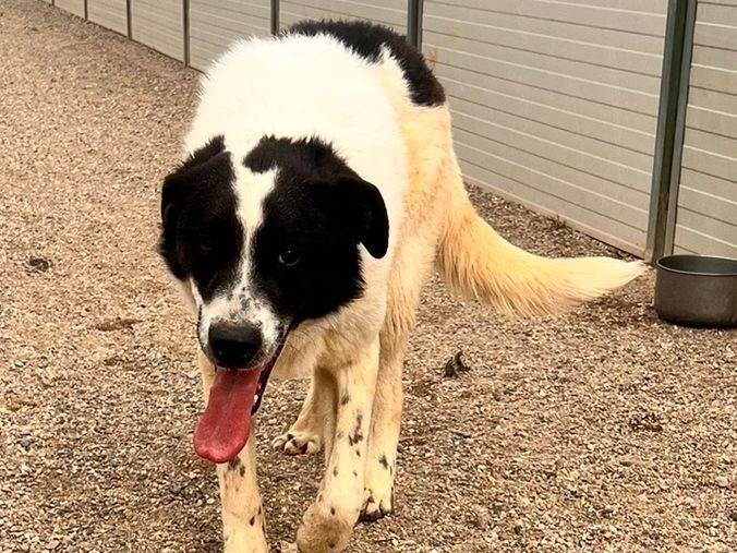 Adotta un cane, taglia grande, maschio, Como