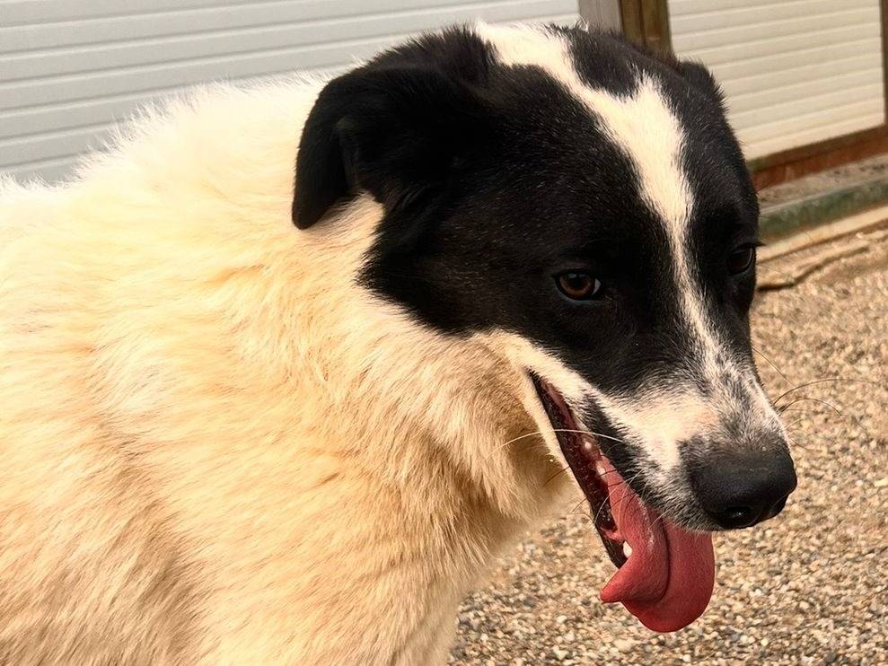 Vuoi adottare un cane a Como?
