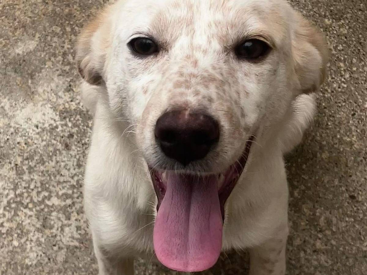 Adozione cane, femmina, Razza sconosciuta Razza sconosciuta, 5 mesi, taglia media contenuta, Cosenza