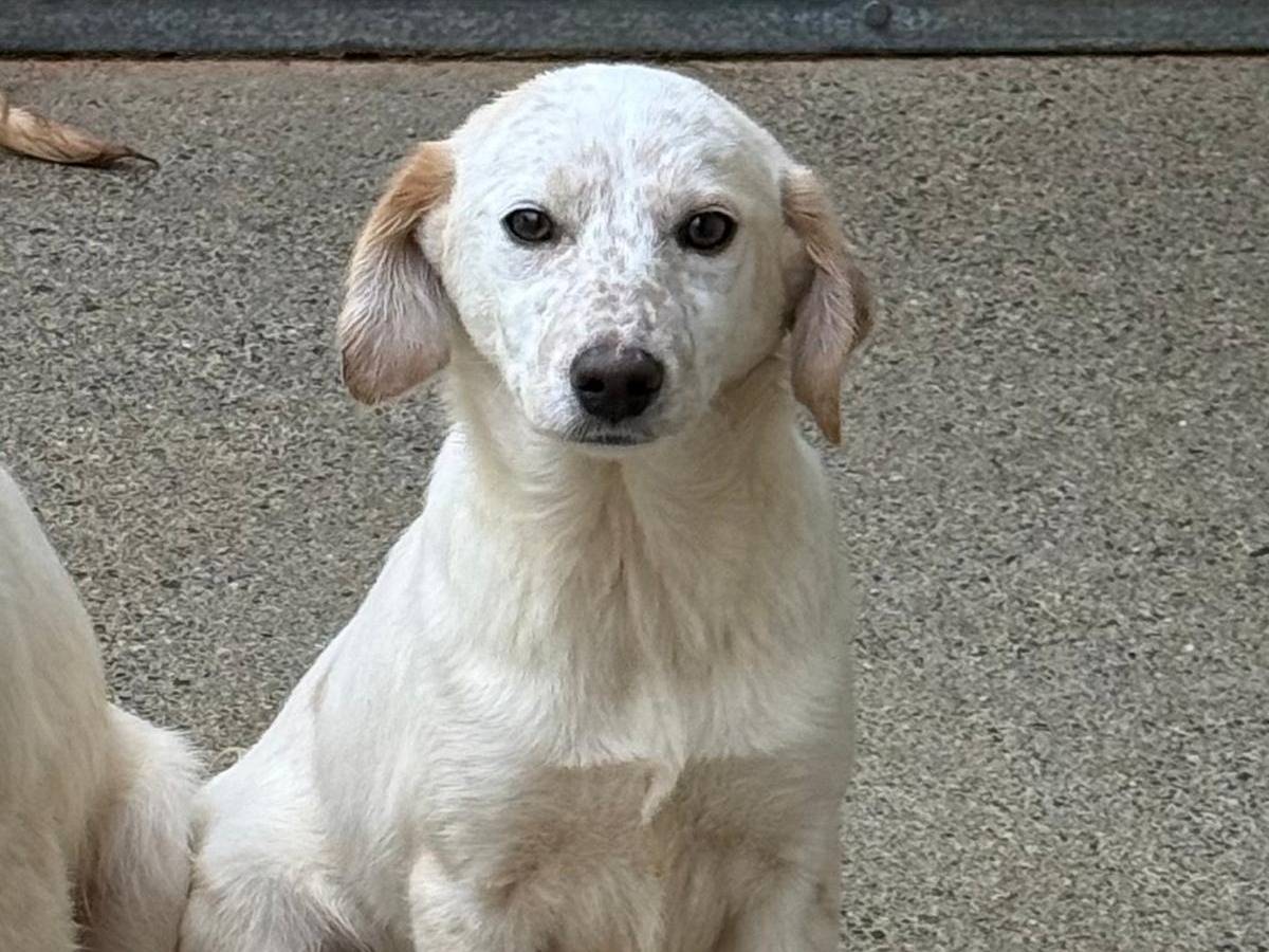 Adotta un cane, femmina, 5 mesi, Cosenza
