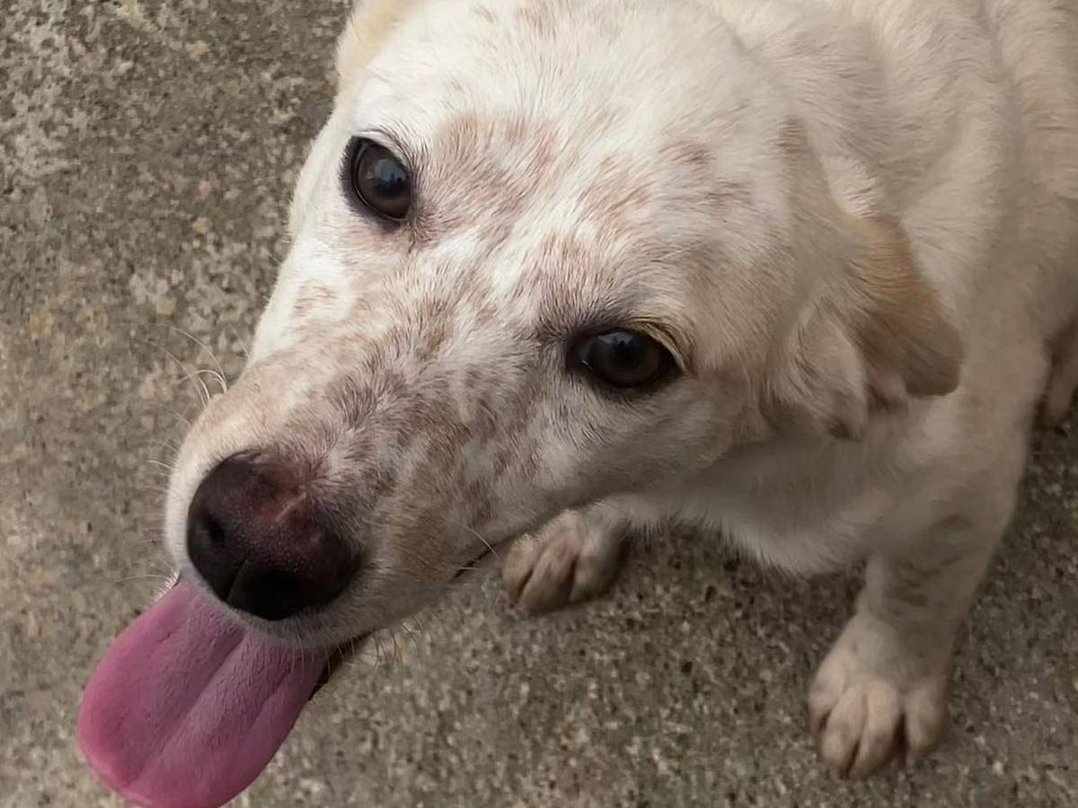Adotta un cane, taglia media contenuta, femmina, Cosenza