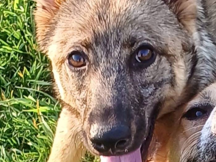 Adotta un cane, maschio, 3 anni e 7 mesi, Mantova