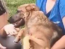 Adotta un cane, taglia media, maschio, Mantova