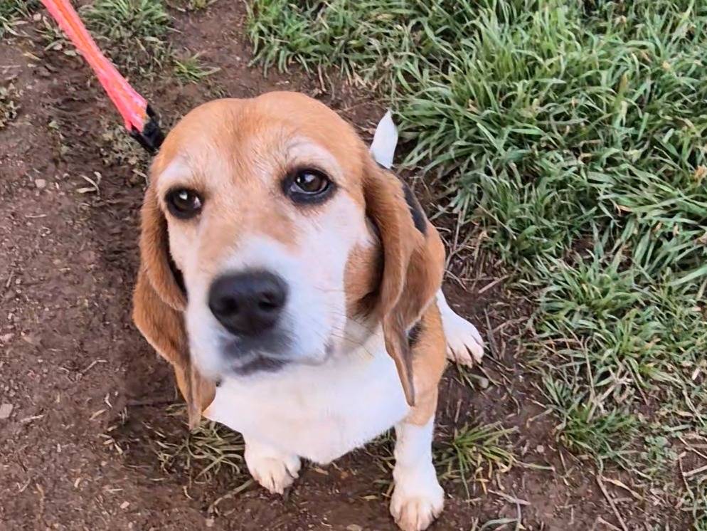 Adozione cane, femmina, Beagle  Razza sconosciuta, 6 anni e 9 mesi, taglia media contenuta, Potenza