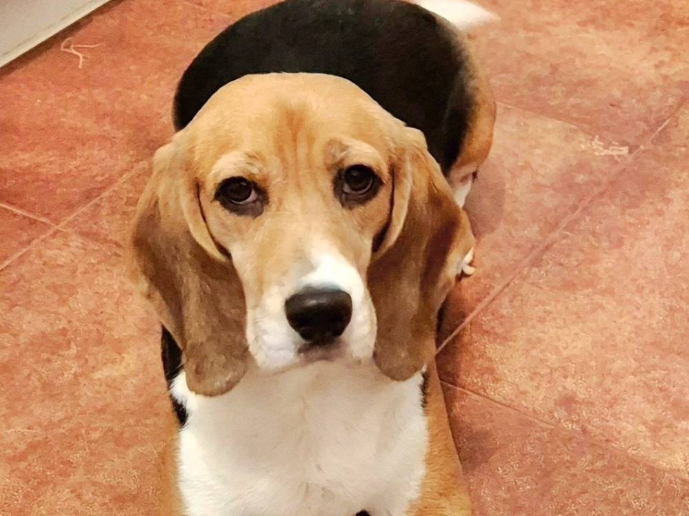 Adotta un cane, femmina, 6 anni e 9 mesi, Potenza