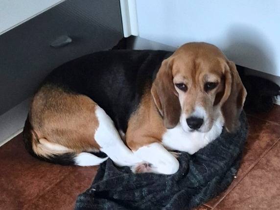 Adotta un cane, taglia media contenuta, femmina, Potenza