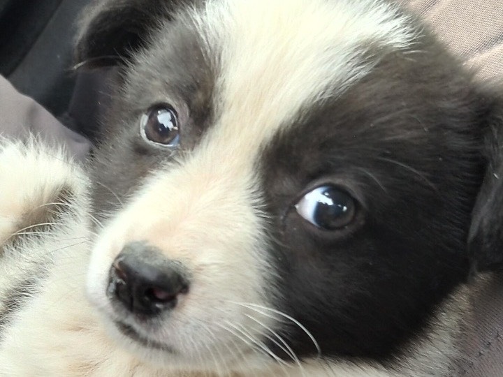 Adotta un cane, maschio, 3 mesi, Siracusa