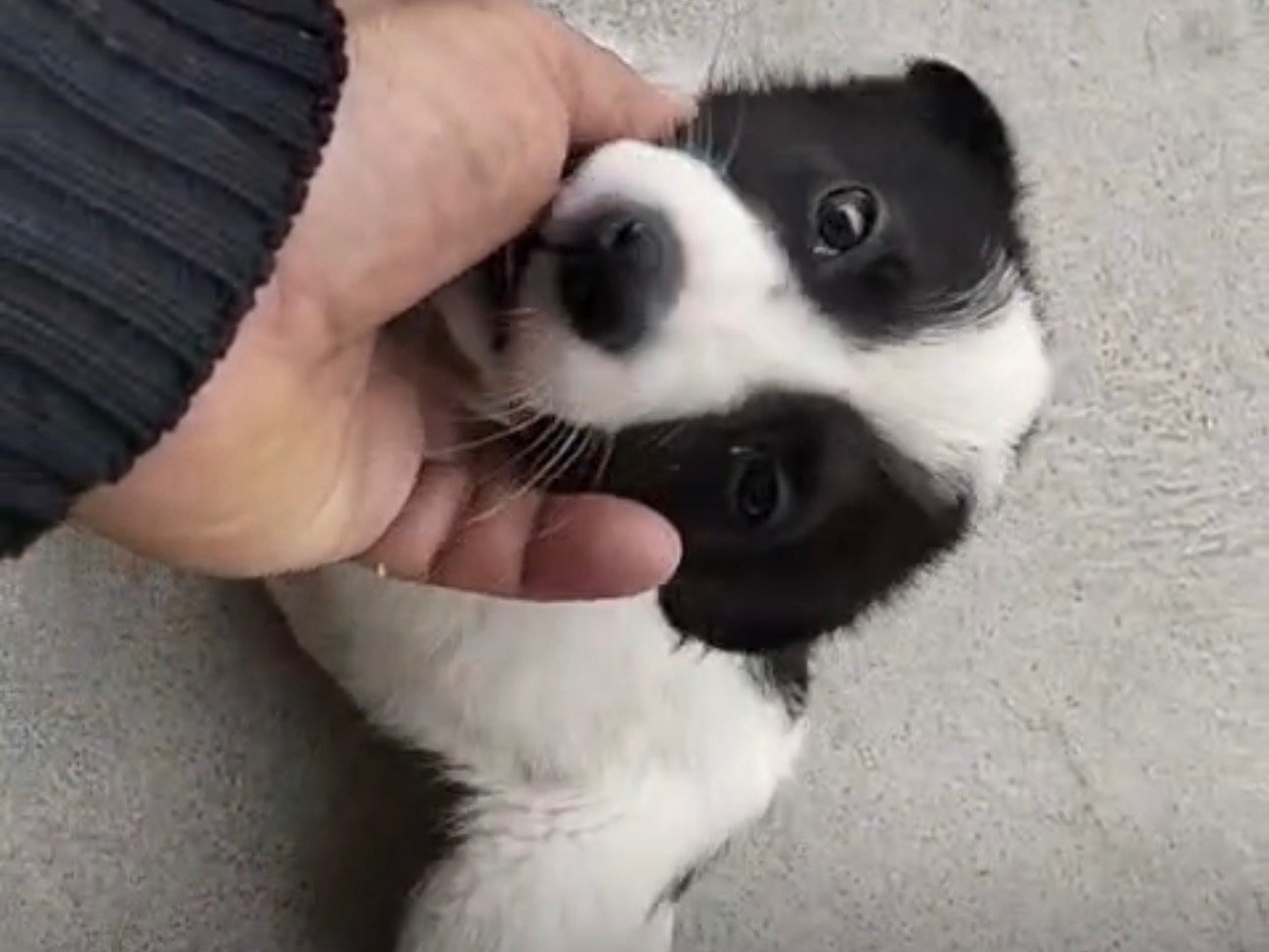 Adotta un cane, taglia media, maschio, Siracusa